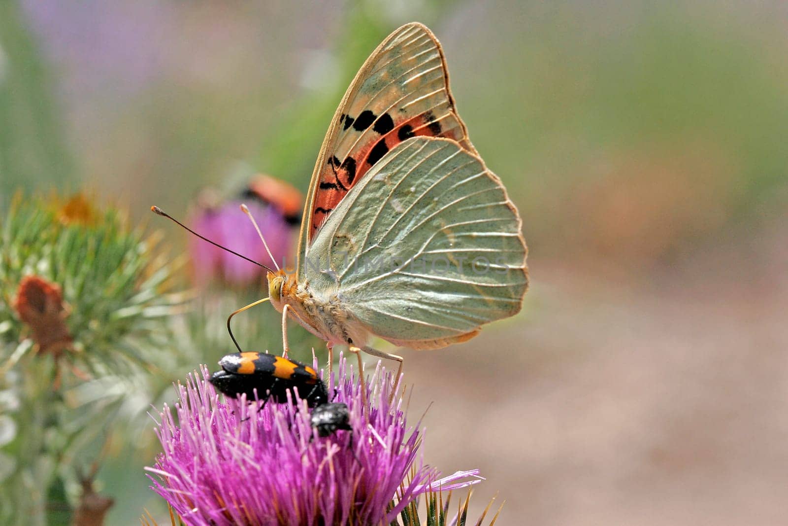 Pandoriana pandora on thistle