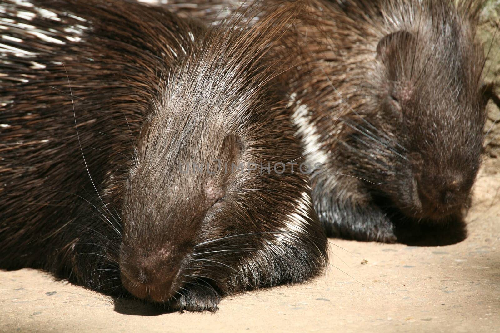 Porcupine (Hystrix cristata)