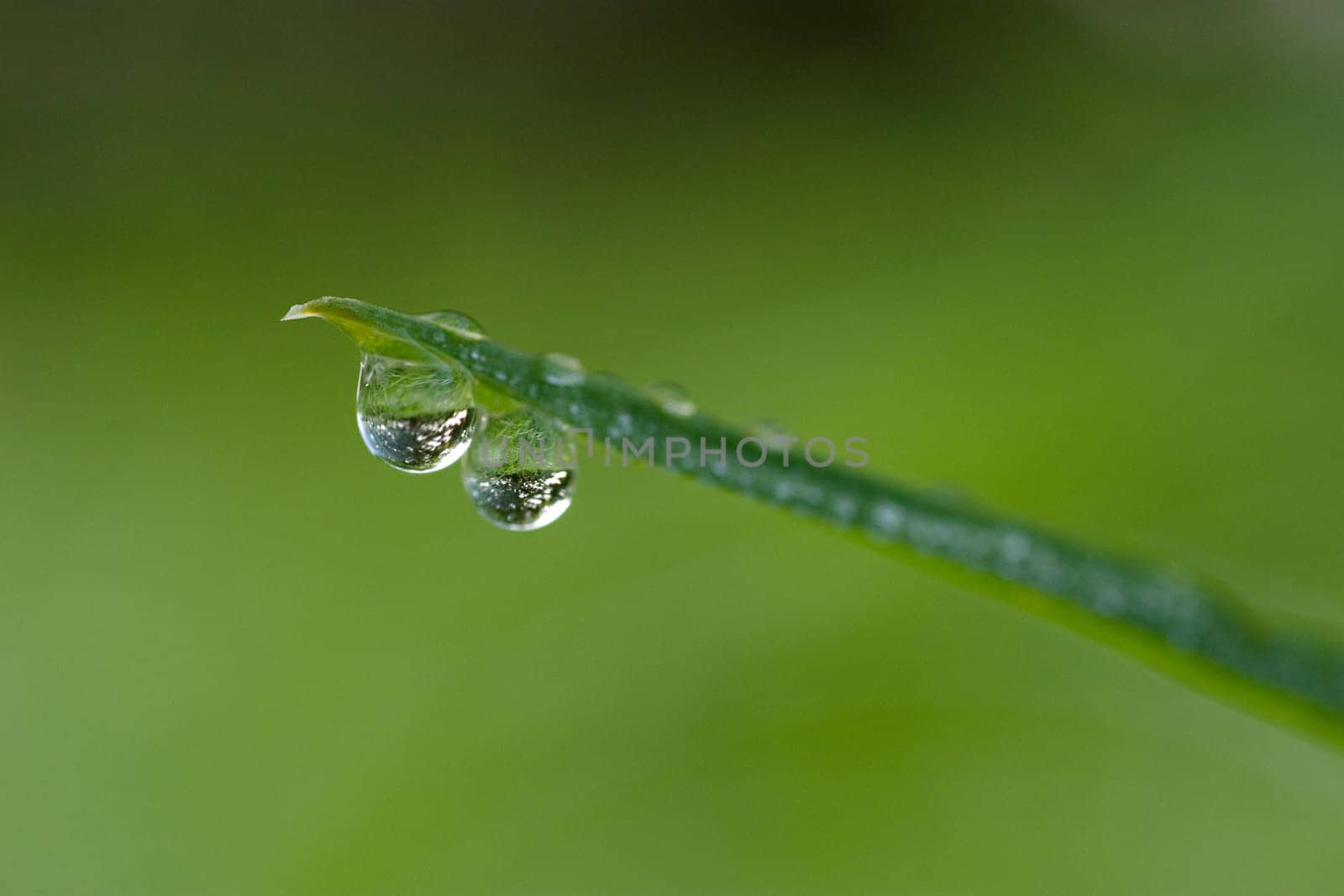 Water droplets on blades of grass with reflection