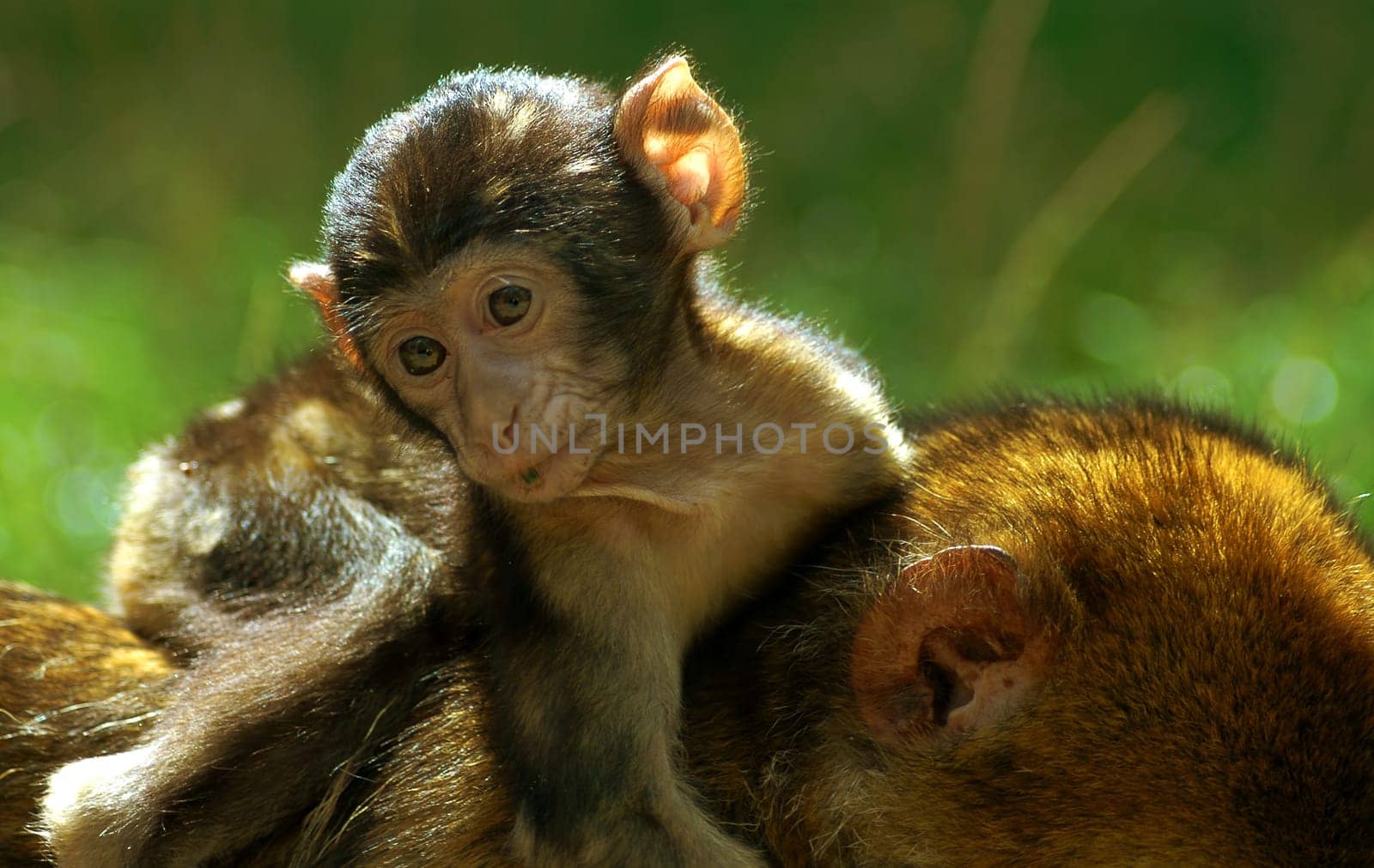 It's safest on mom's back..!