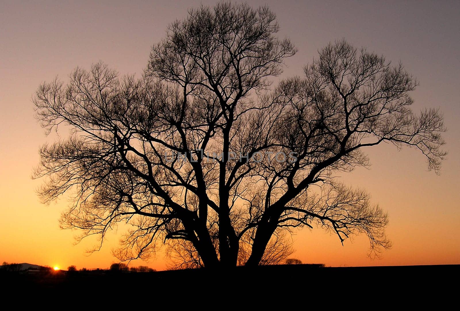 My favorite tree in Calden