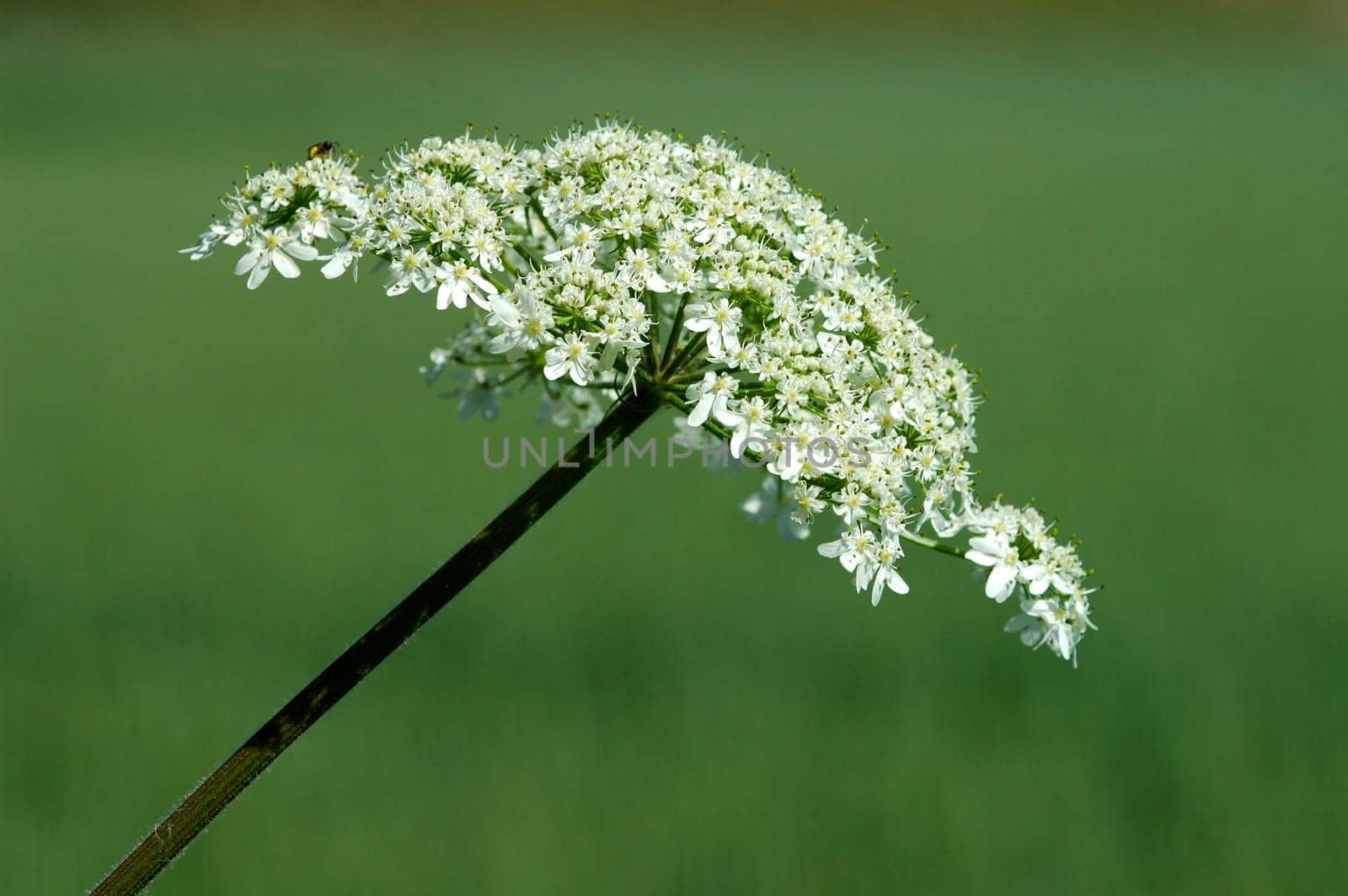 Caraway Carum carvum