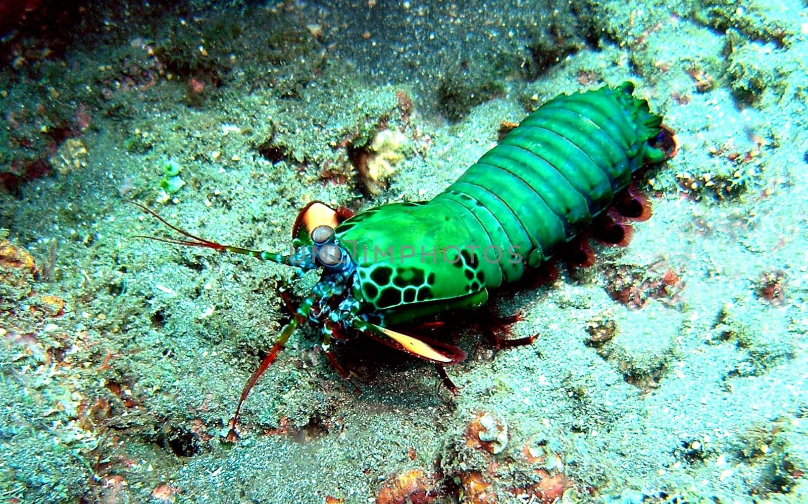 The mantis shrimp,with its pedunculate eyes and over 10000 lenses,can see three-dimensionally. With his leg club,he can even smash stronger shells and crab shells. Hence his nickname - Schmetterer -