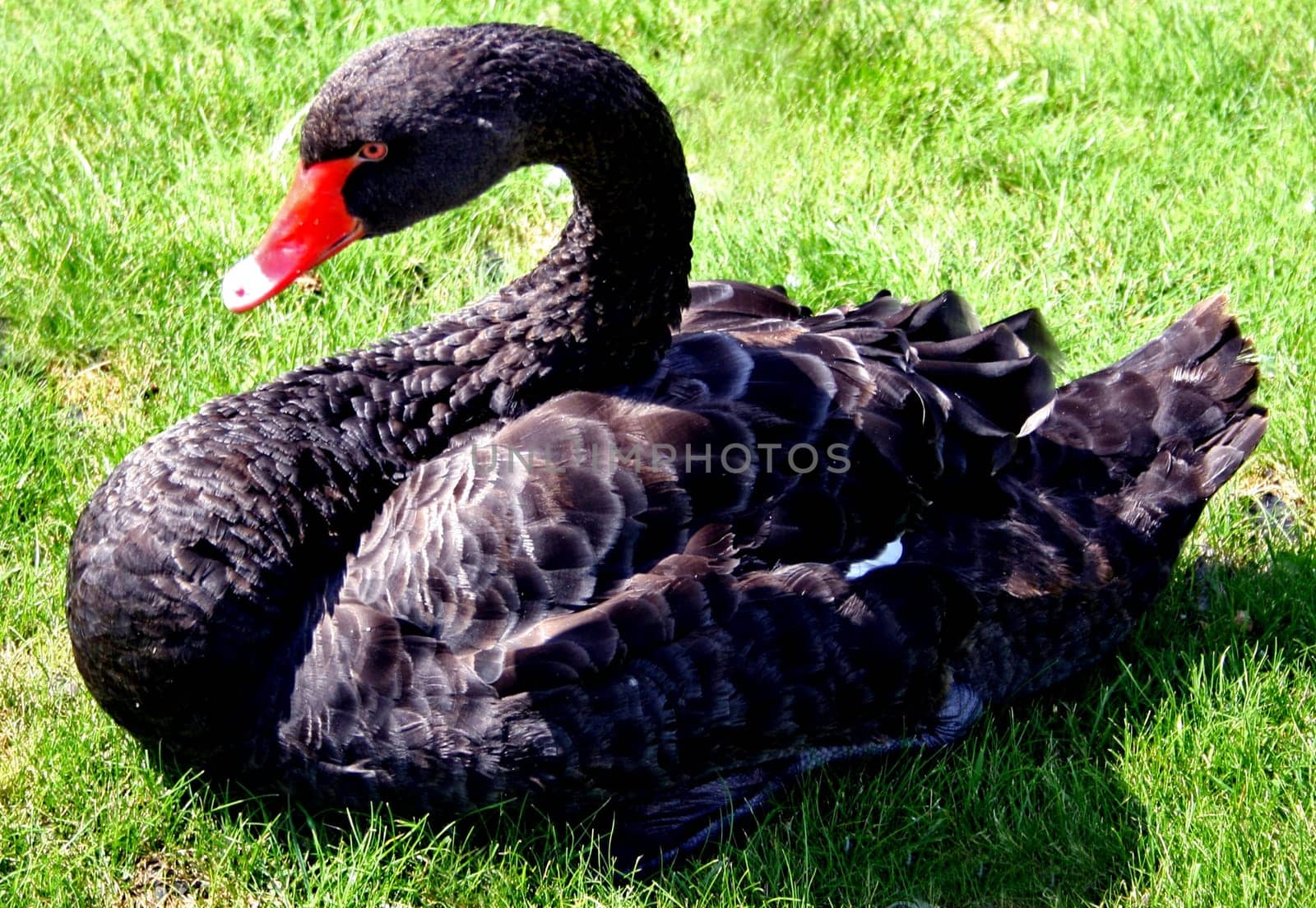 black beauty