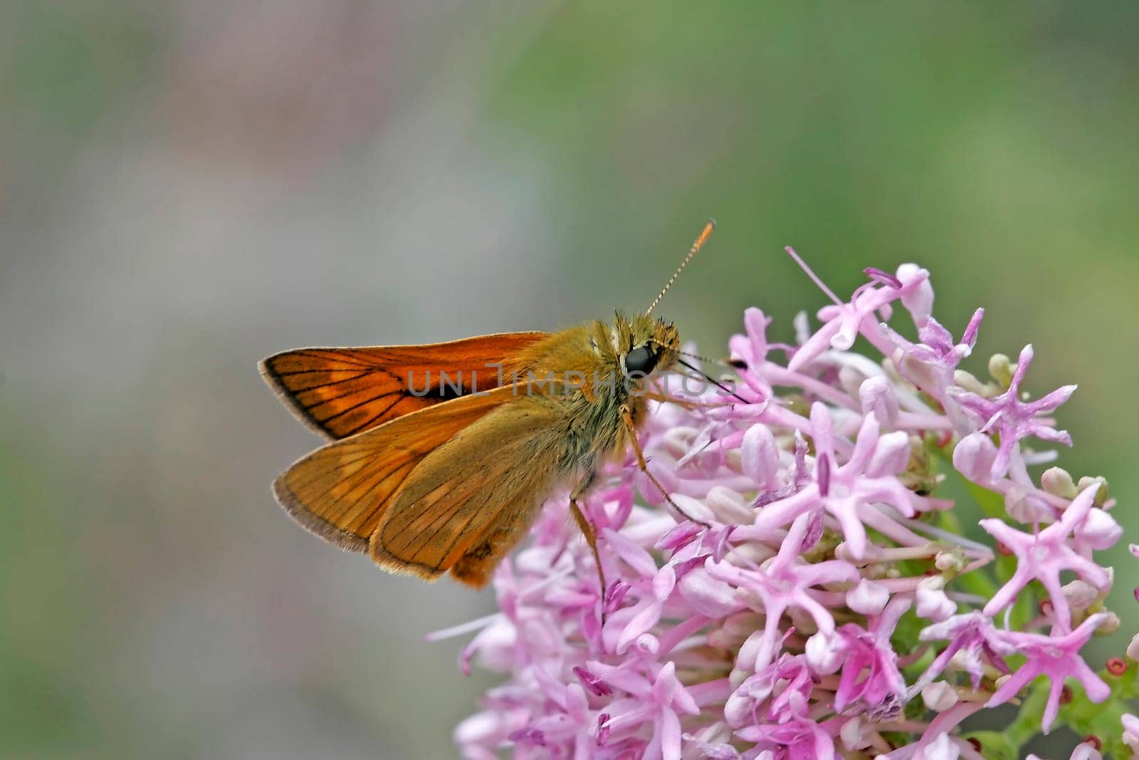 Ochlodes venatus,Rusta-spotted Butterflies,Rusta-colored Butterflies