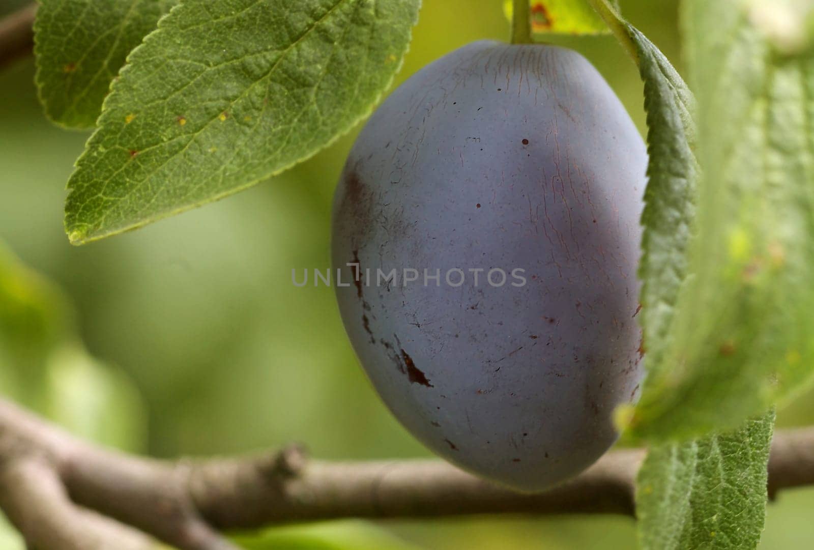 plum