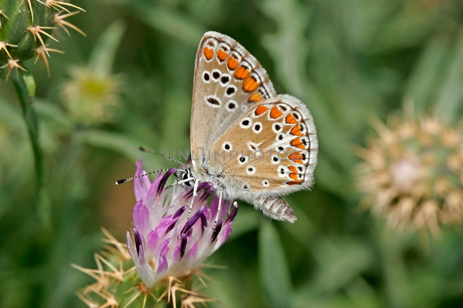 Aricia agestis,Dark Brown Blue