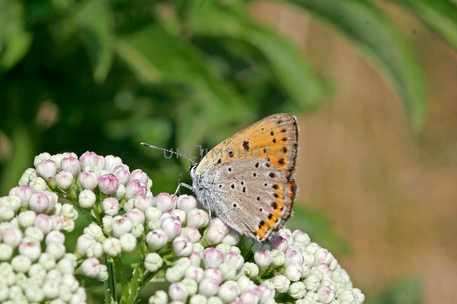 Lycaena alciphron, Heodes alciphron, Violetter Feuerfalter