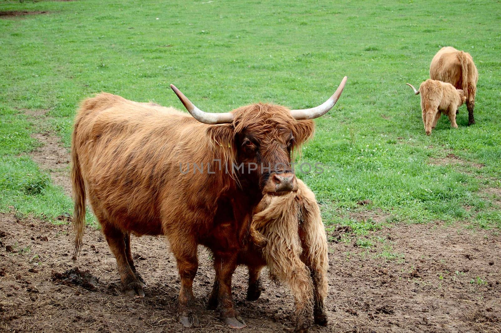 Two cows with their claws