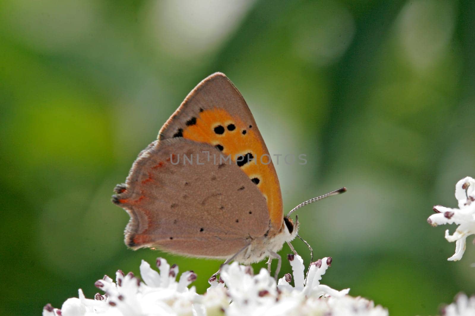 Lycaena phlaeas,Lesser Fire Butterfly