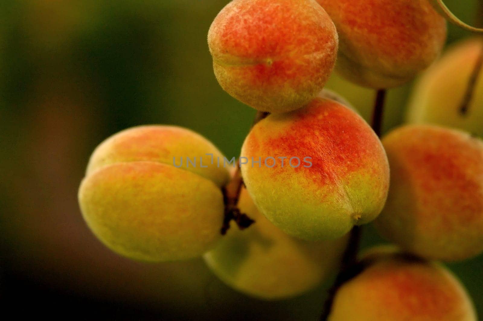 Peaches