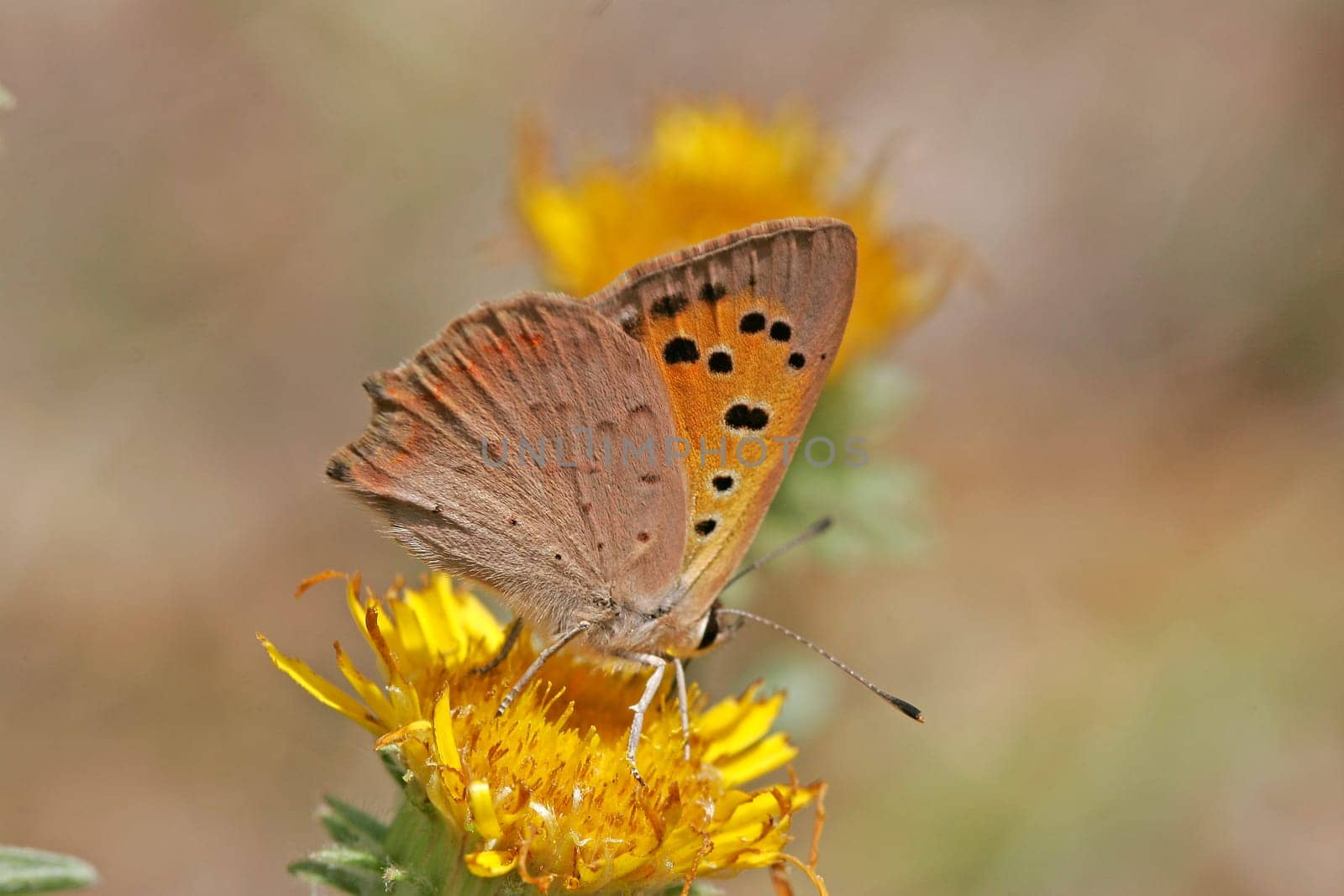 Lycaena phlaeas,Lesser Fire Butterfly