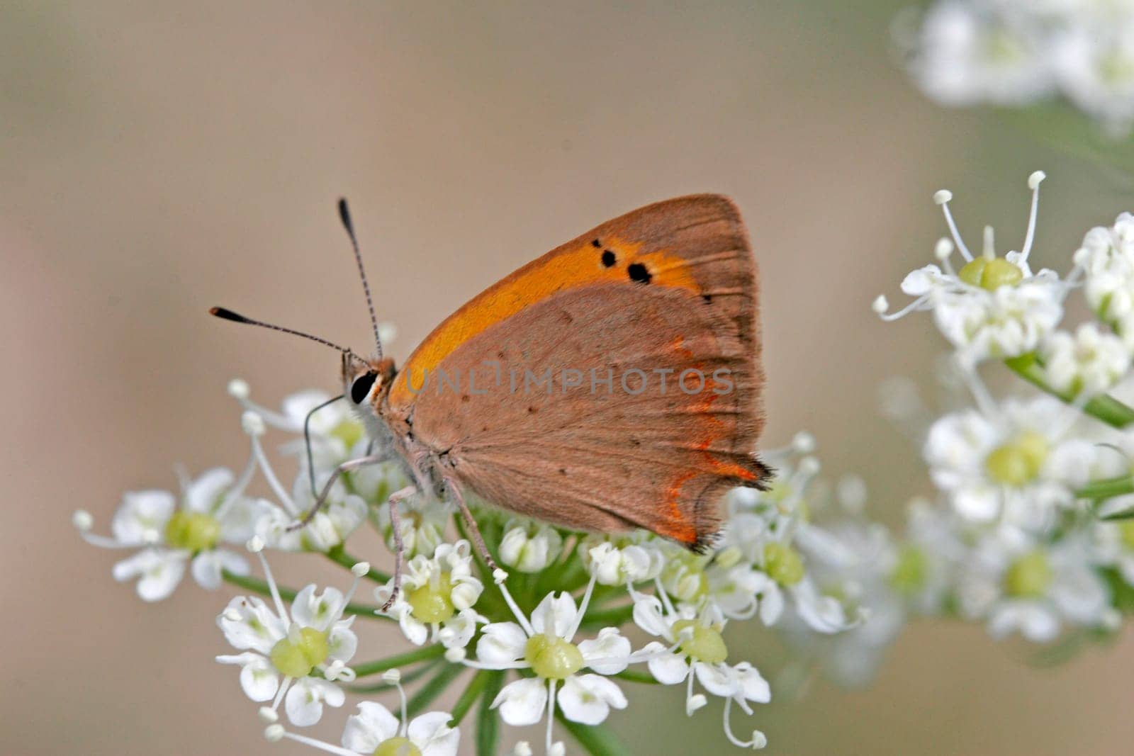Lycaena phlaeas,Lesser Fire Butterfly