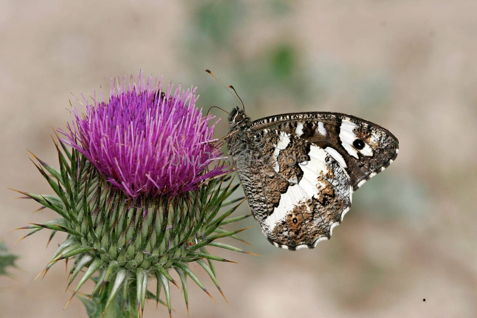 Aulocera circe,White forest porter,Brintesia circe on thistle flower