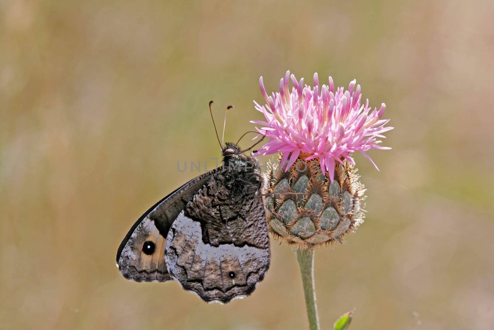Hipparchia fagi,Great Forest Porter