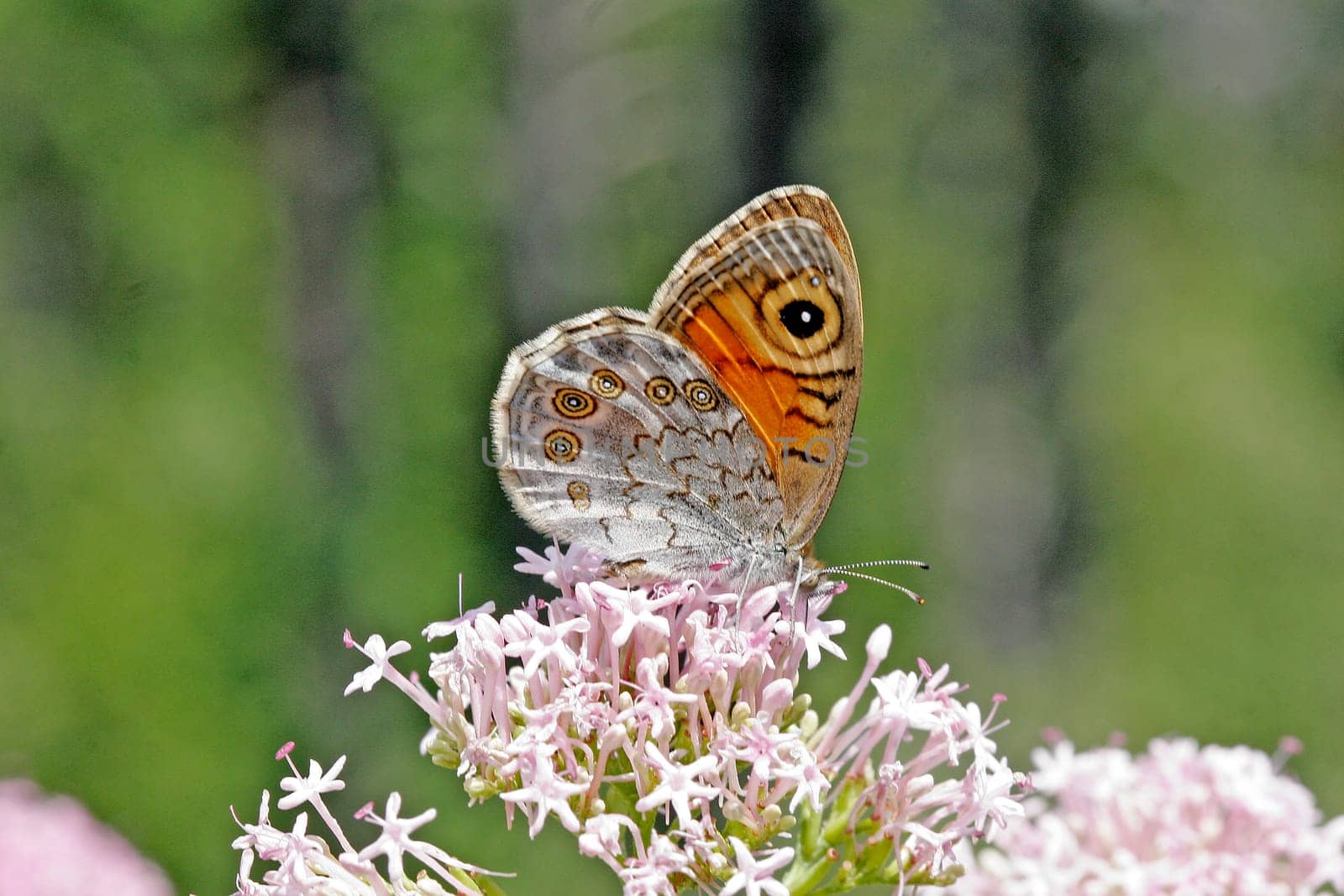 Lasiommata maera, Braunauge