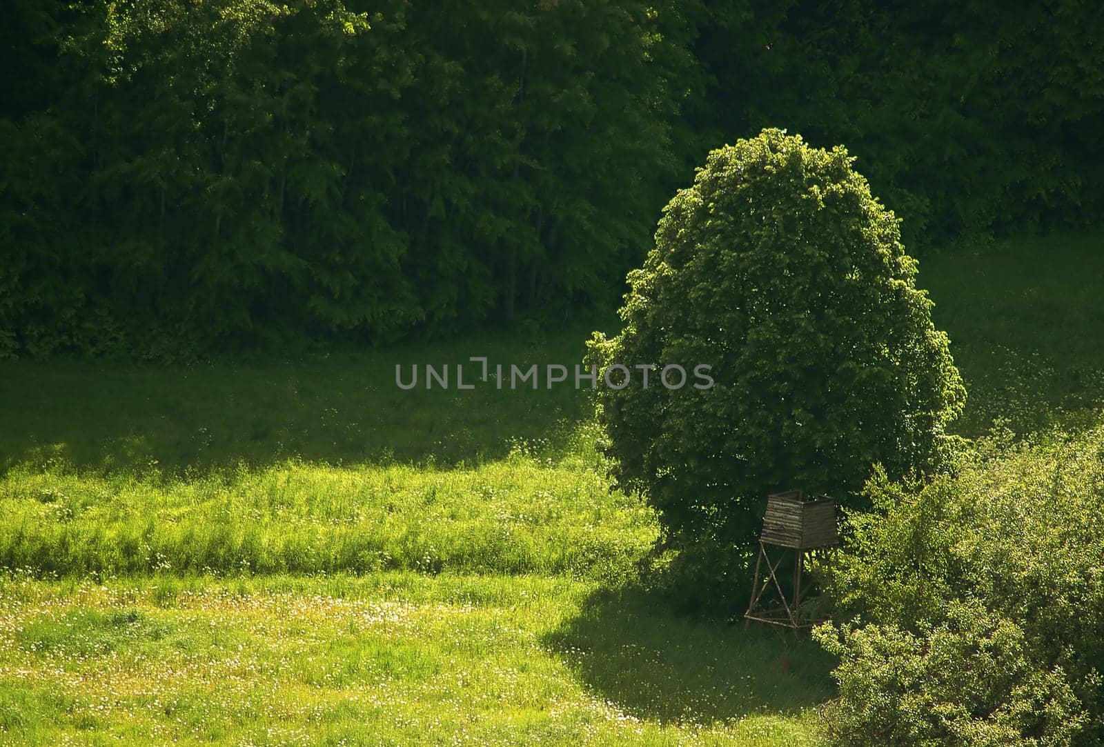The High Seat
