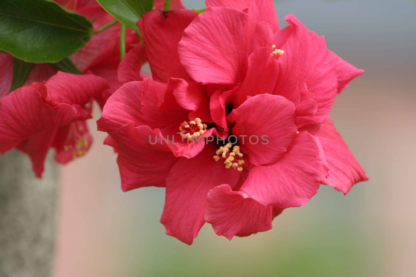 Hibiscus flowers