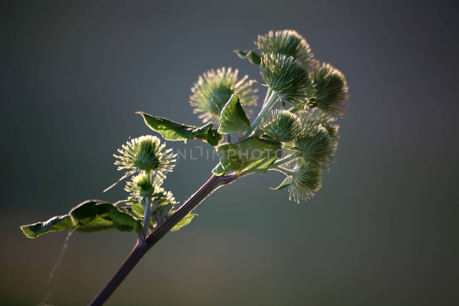 Scratch thistle in backlight