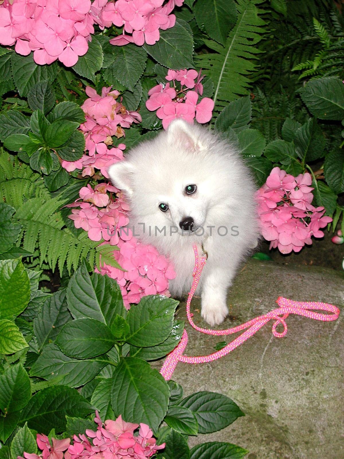 The best Pied Pipers and Guardians have a hearing almost like a cat and are very brave.