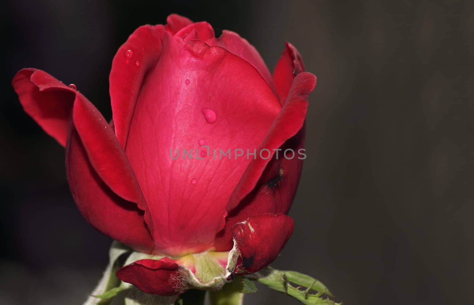Red Rose