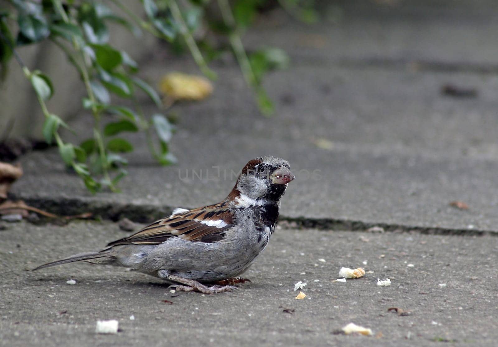 Sparrow
