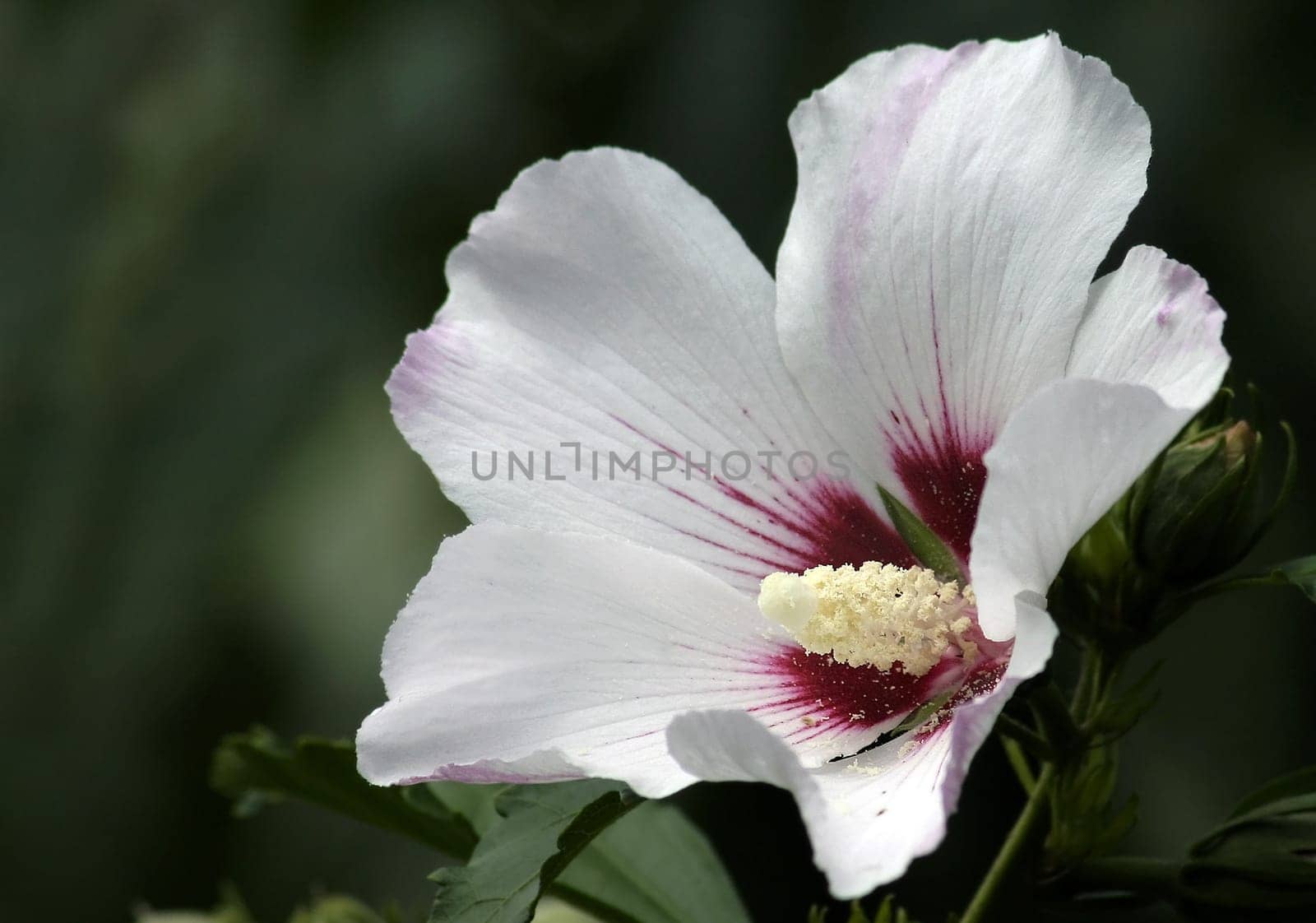 Hibiscus flower