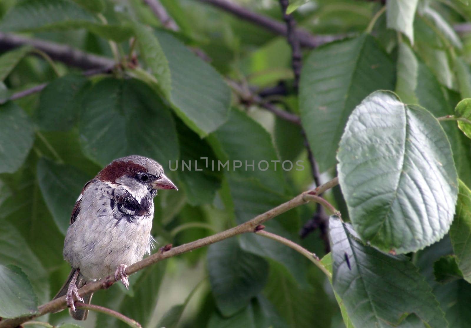 Sparrow III