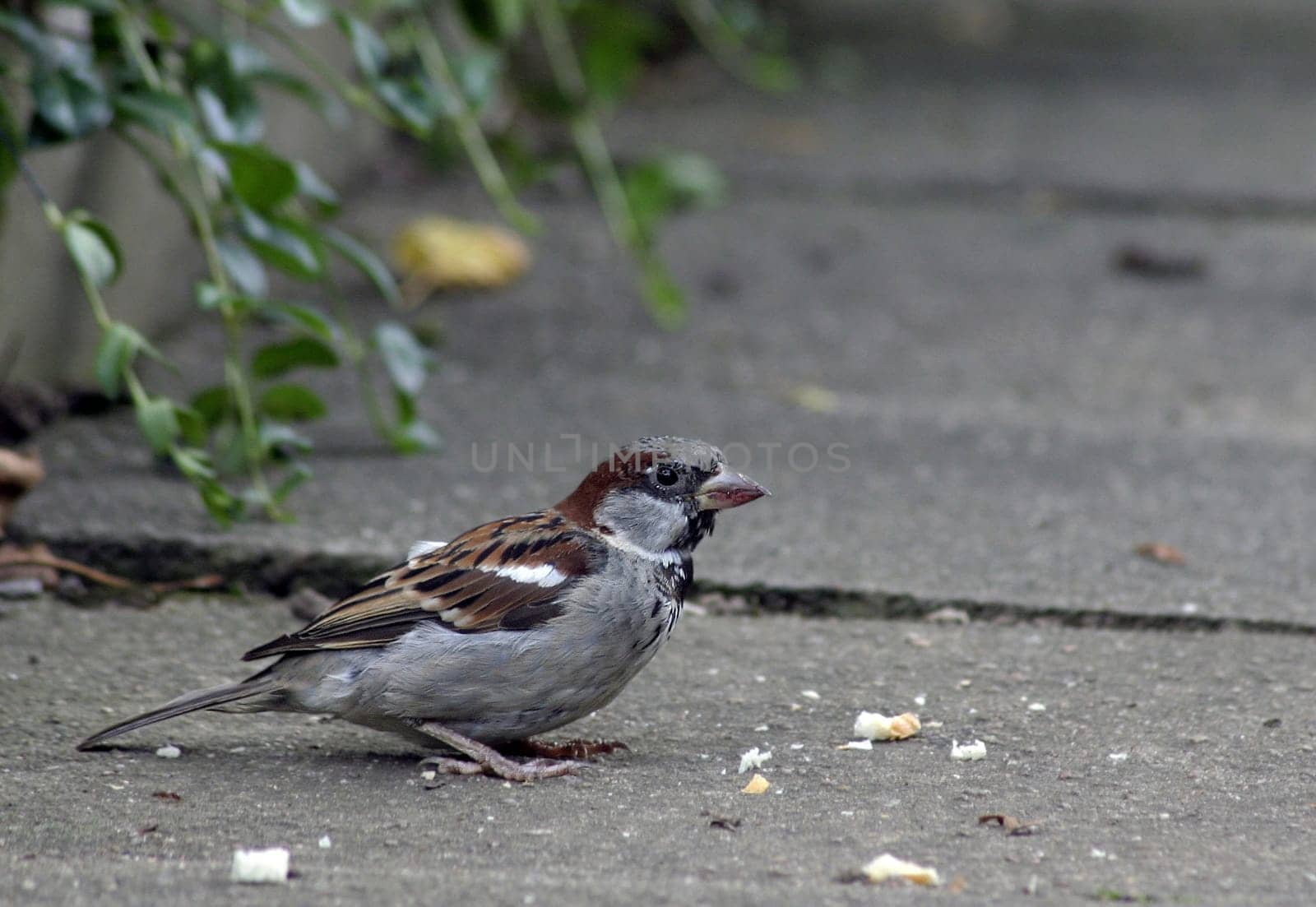 Sparrow II