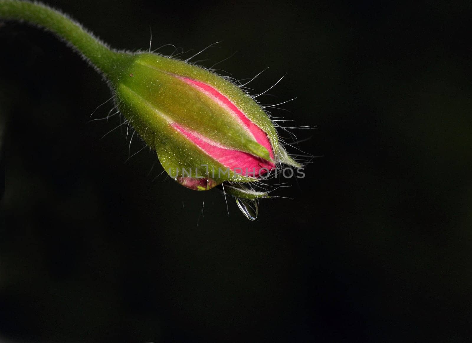 Geranium bud with drops