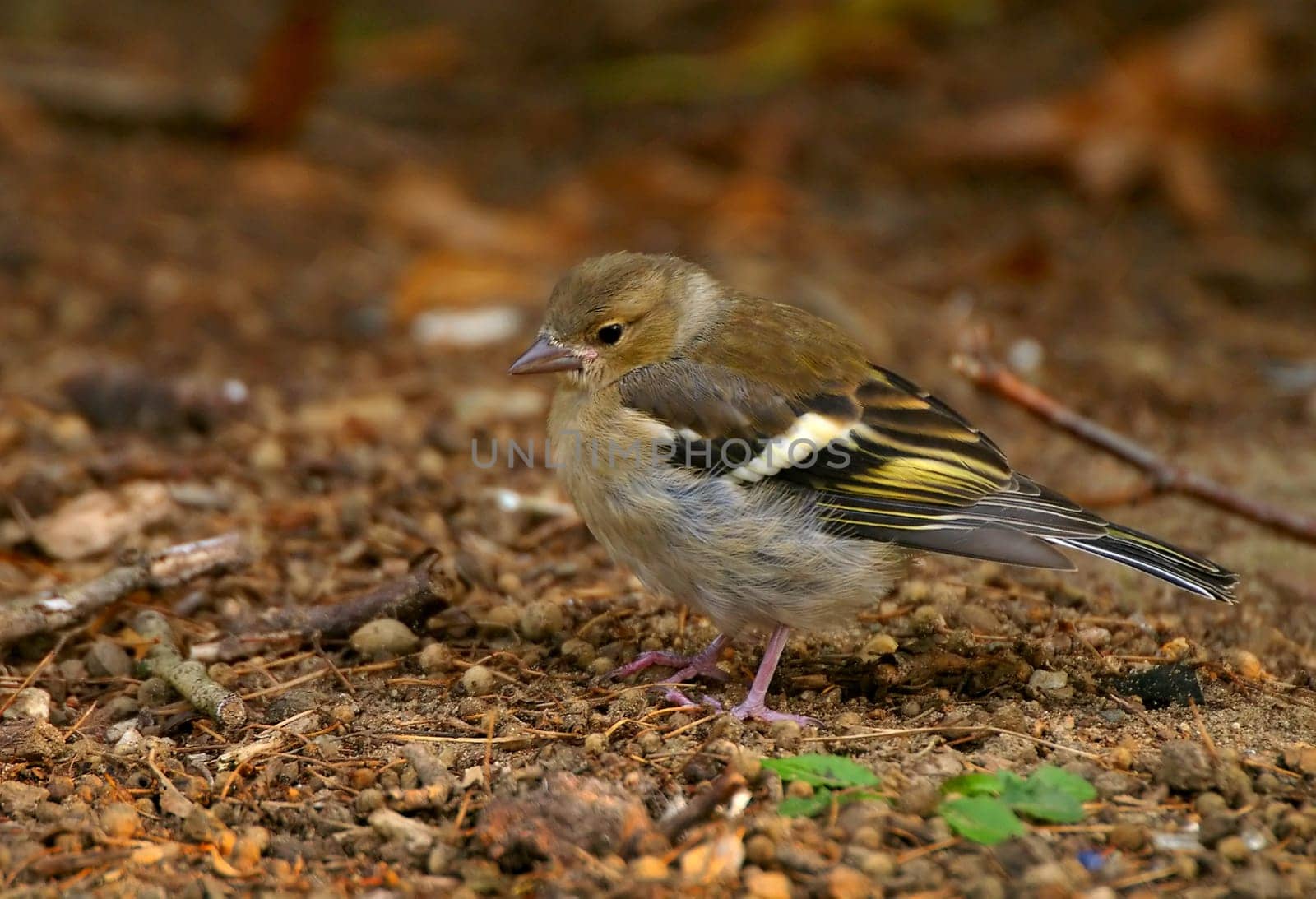 Unhappy since he had probably fallen/flown out of the nest. The next day,however,the entire chaffinch family was gone. Everything went well -)