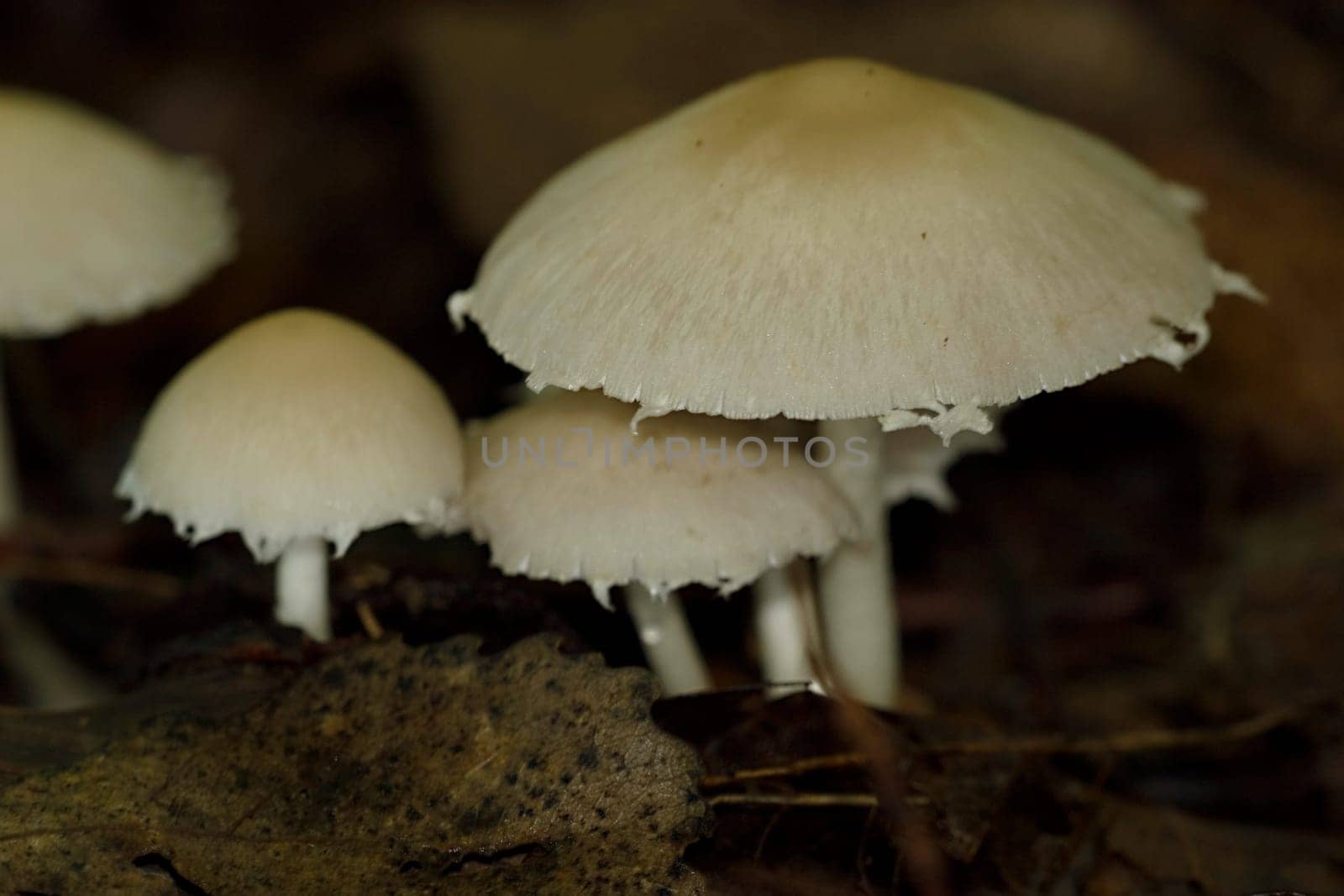 Hung fibrous,Psathyrella candol