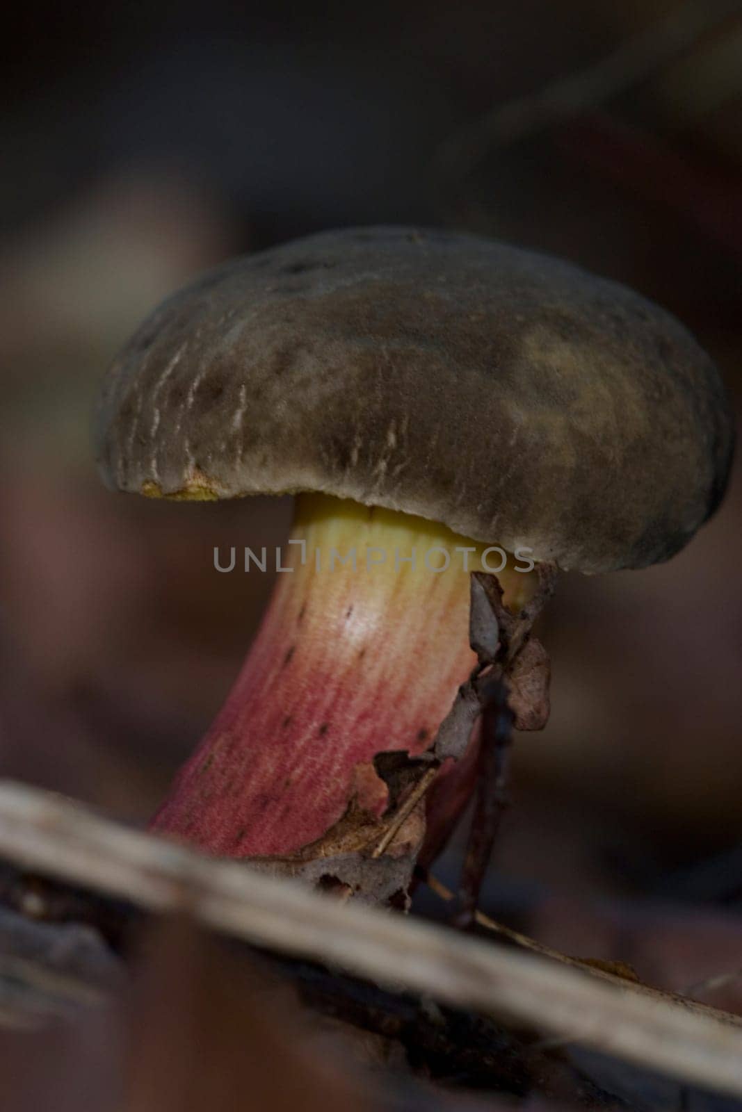 Red-footed tube (Xerocomus chrysenteron)