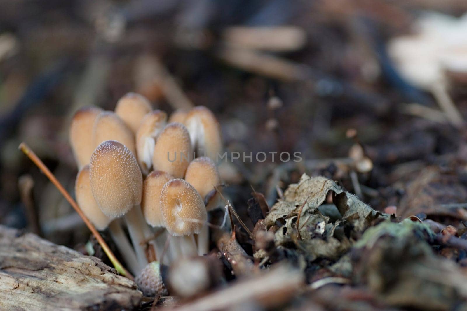 Mica Tinting (Coprinus micaceus)