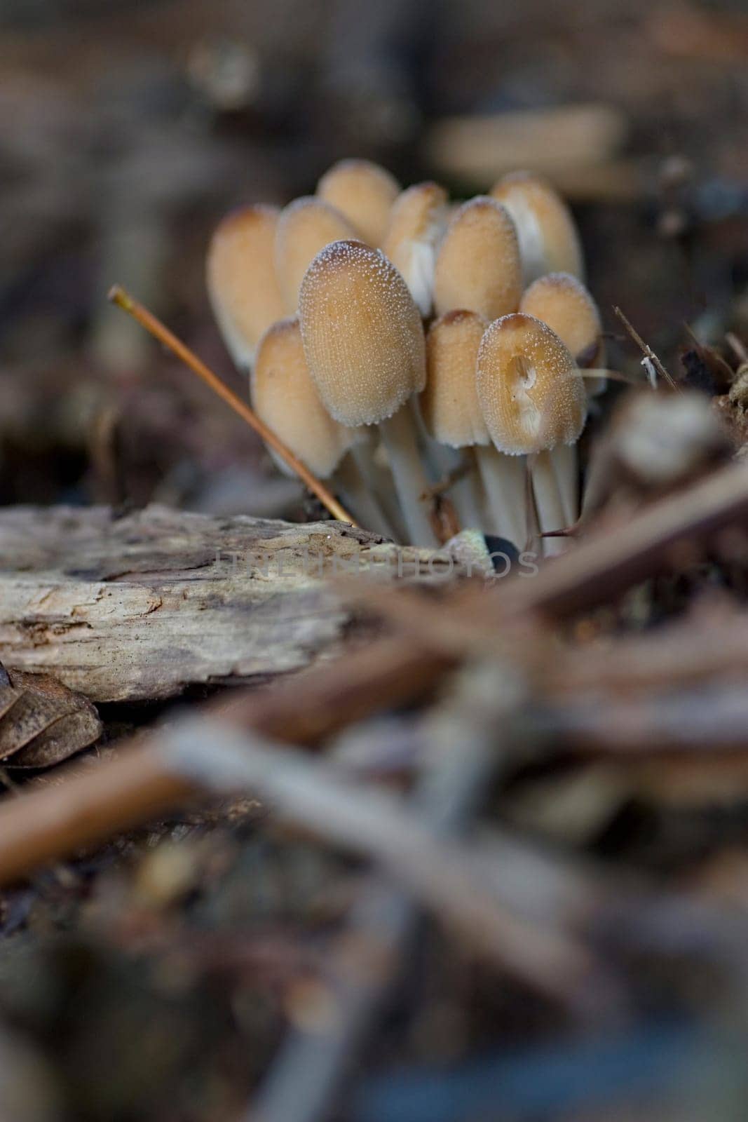 Mica Tinting (Coprinus micaceus)