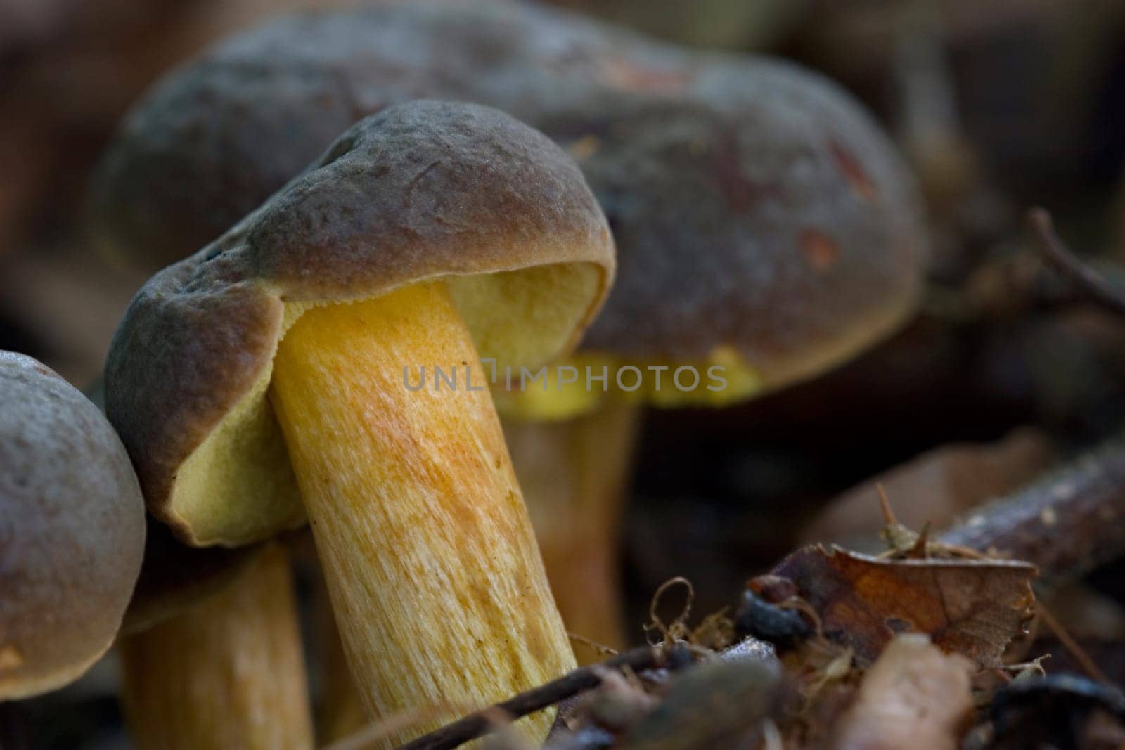 Red-footed tubule (Xerocomus pruinatus)