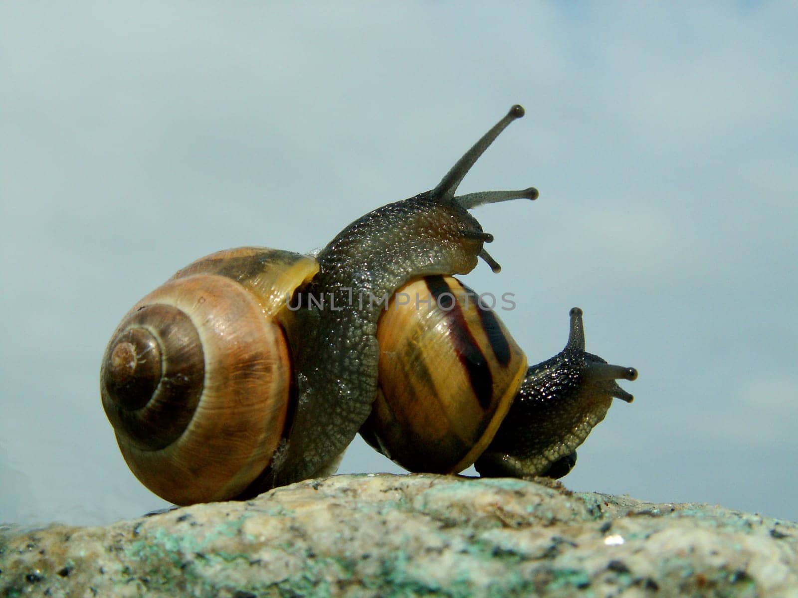 Snail love