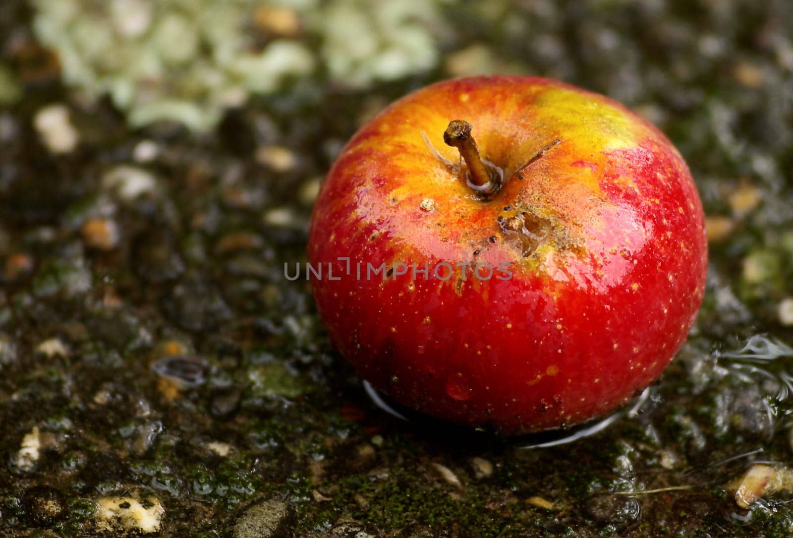 Windfall