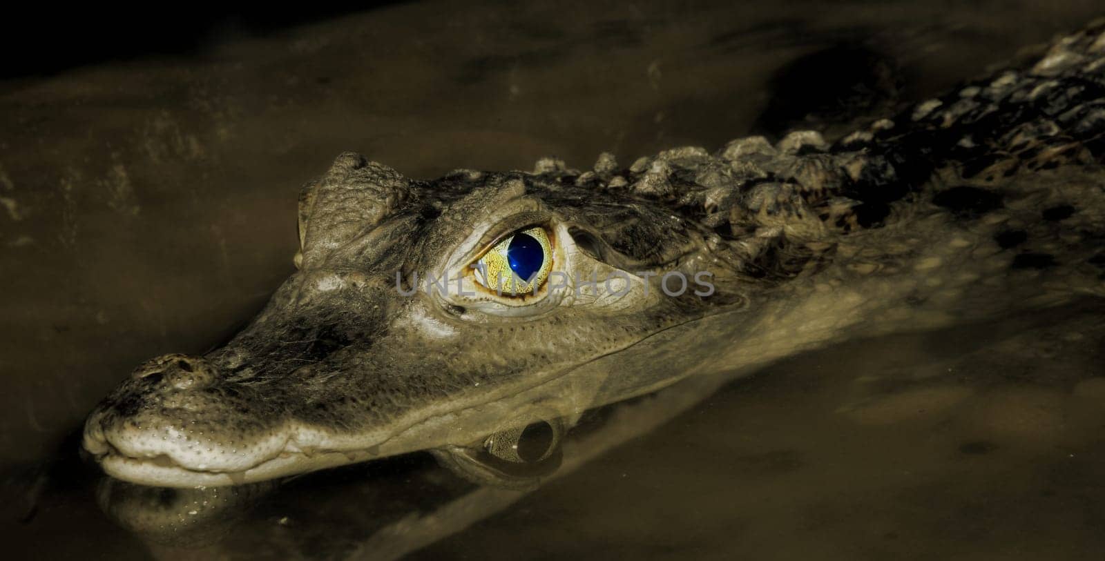 Caiman on the lookout