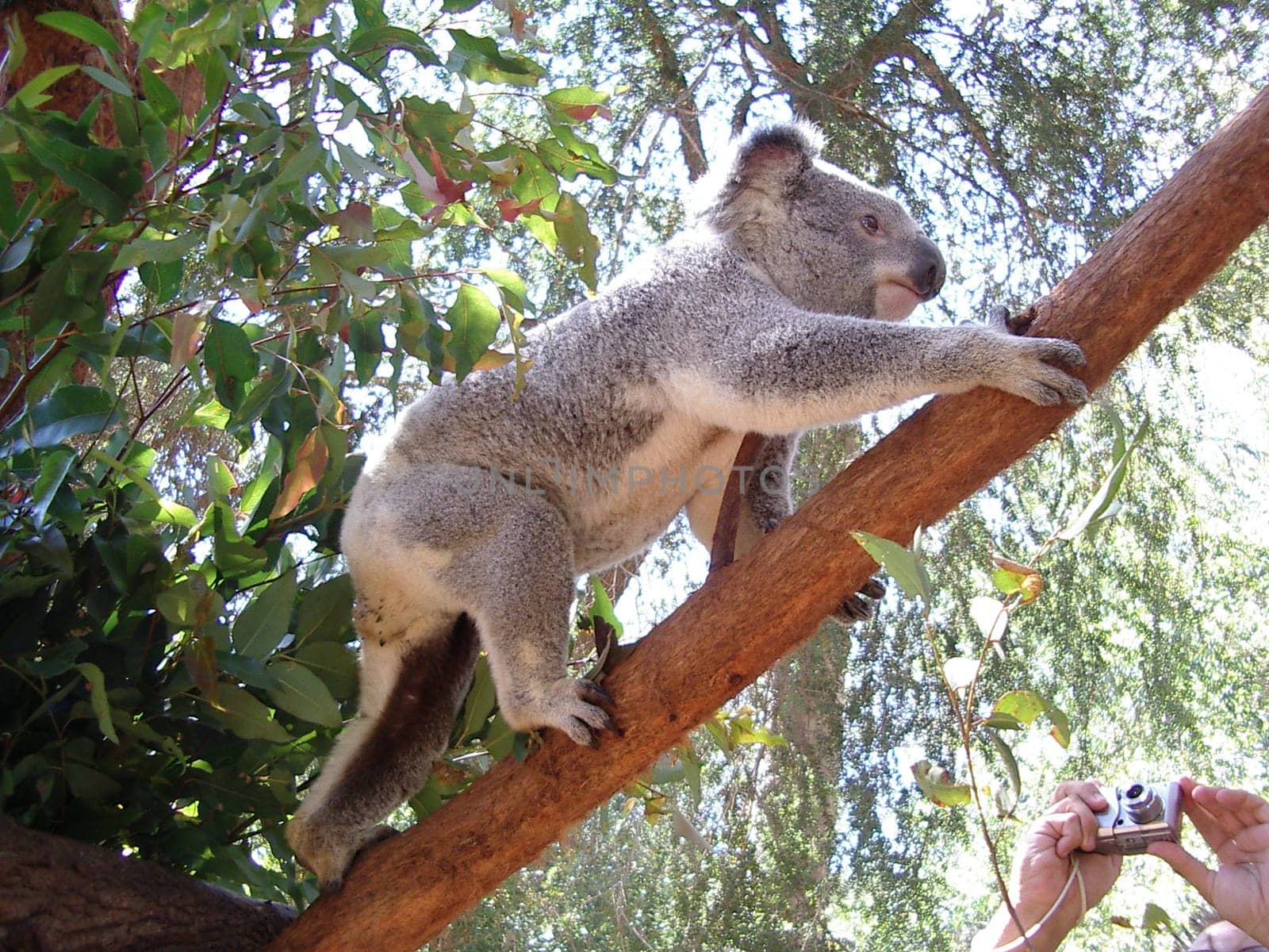 Koala Bear on Tour