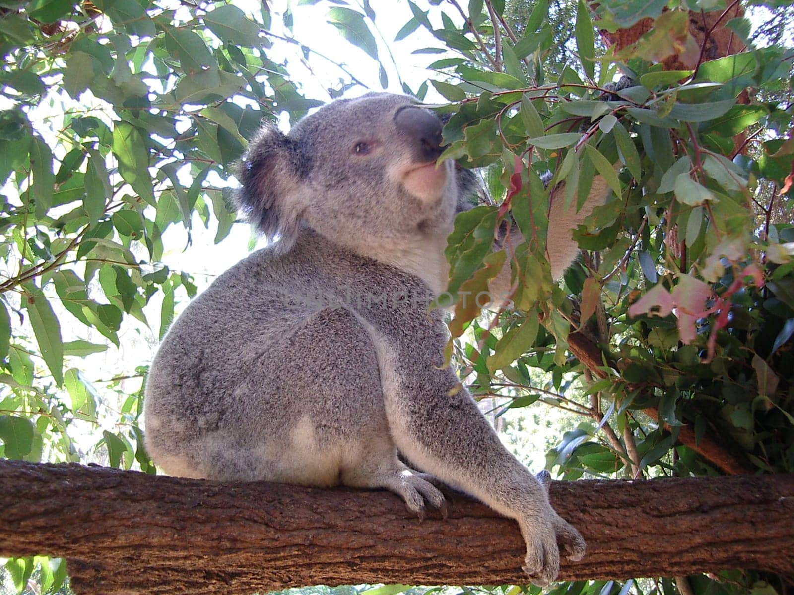 Koala