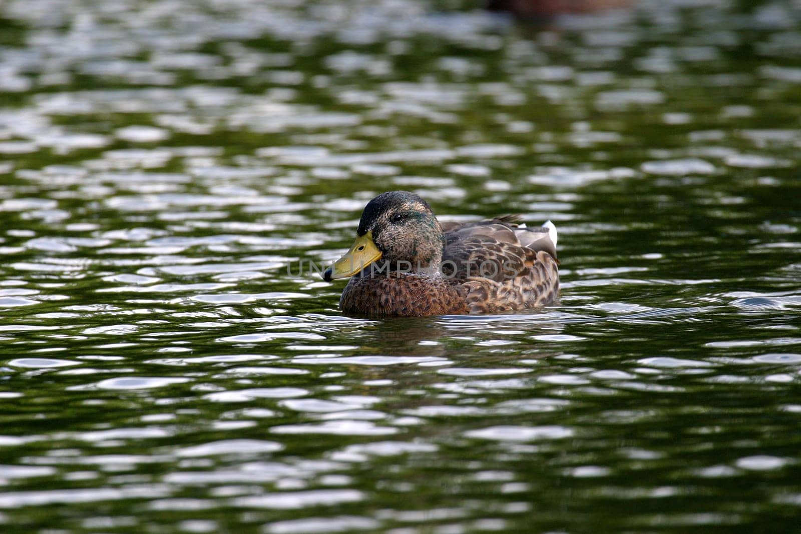 Wild duck