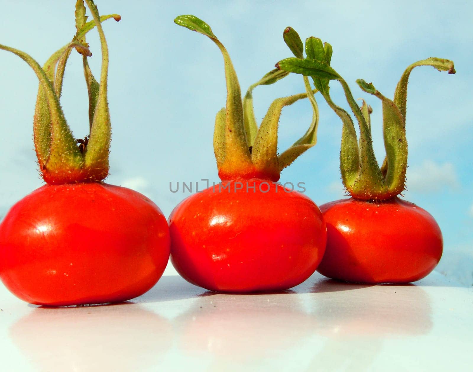 Rosehip Trio