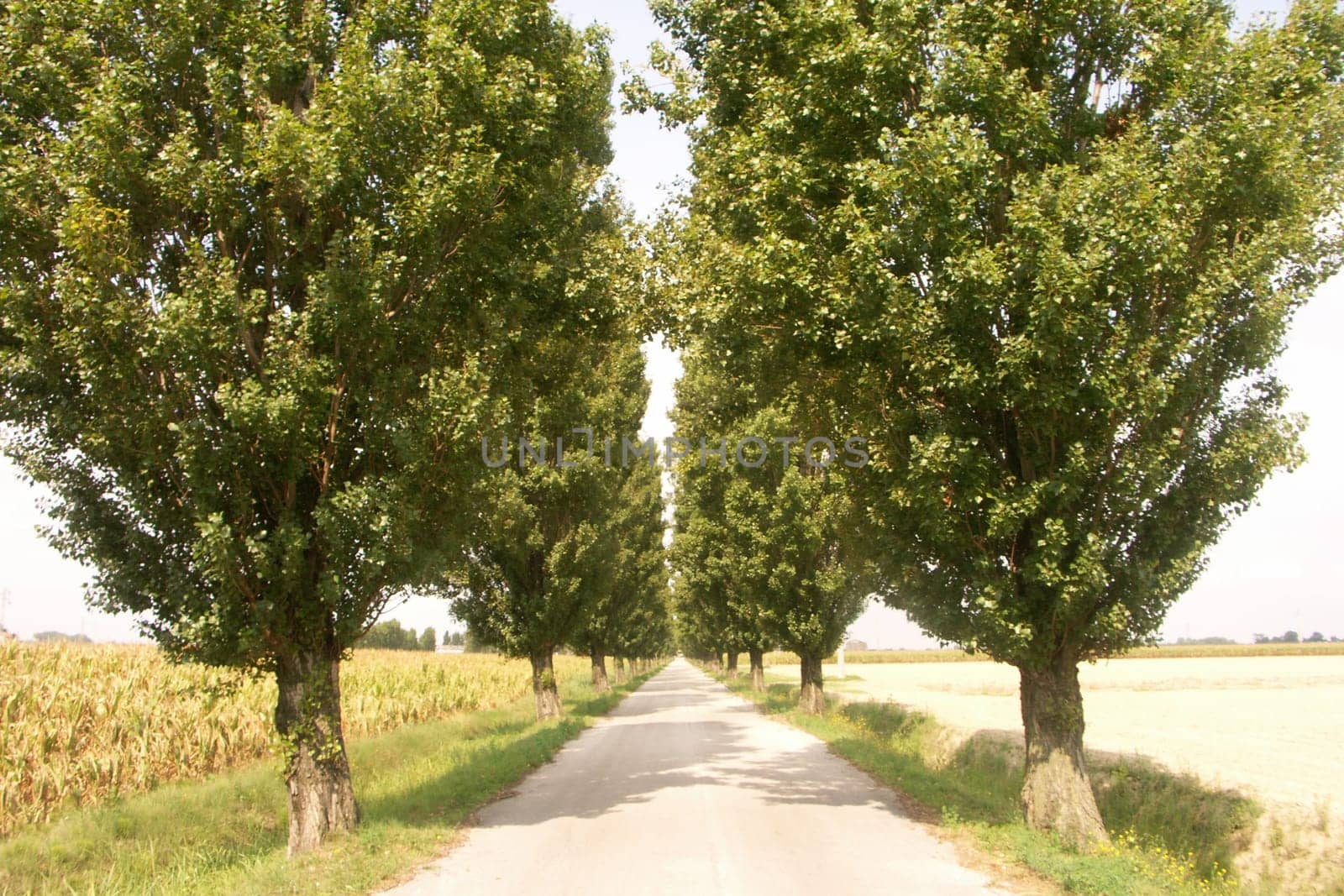 Avenue
