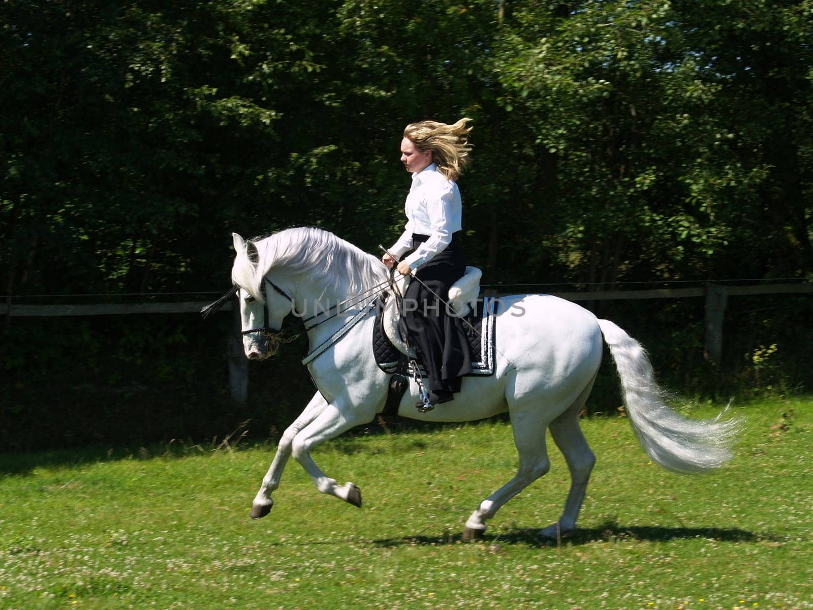 Gallop on a Spaniard