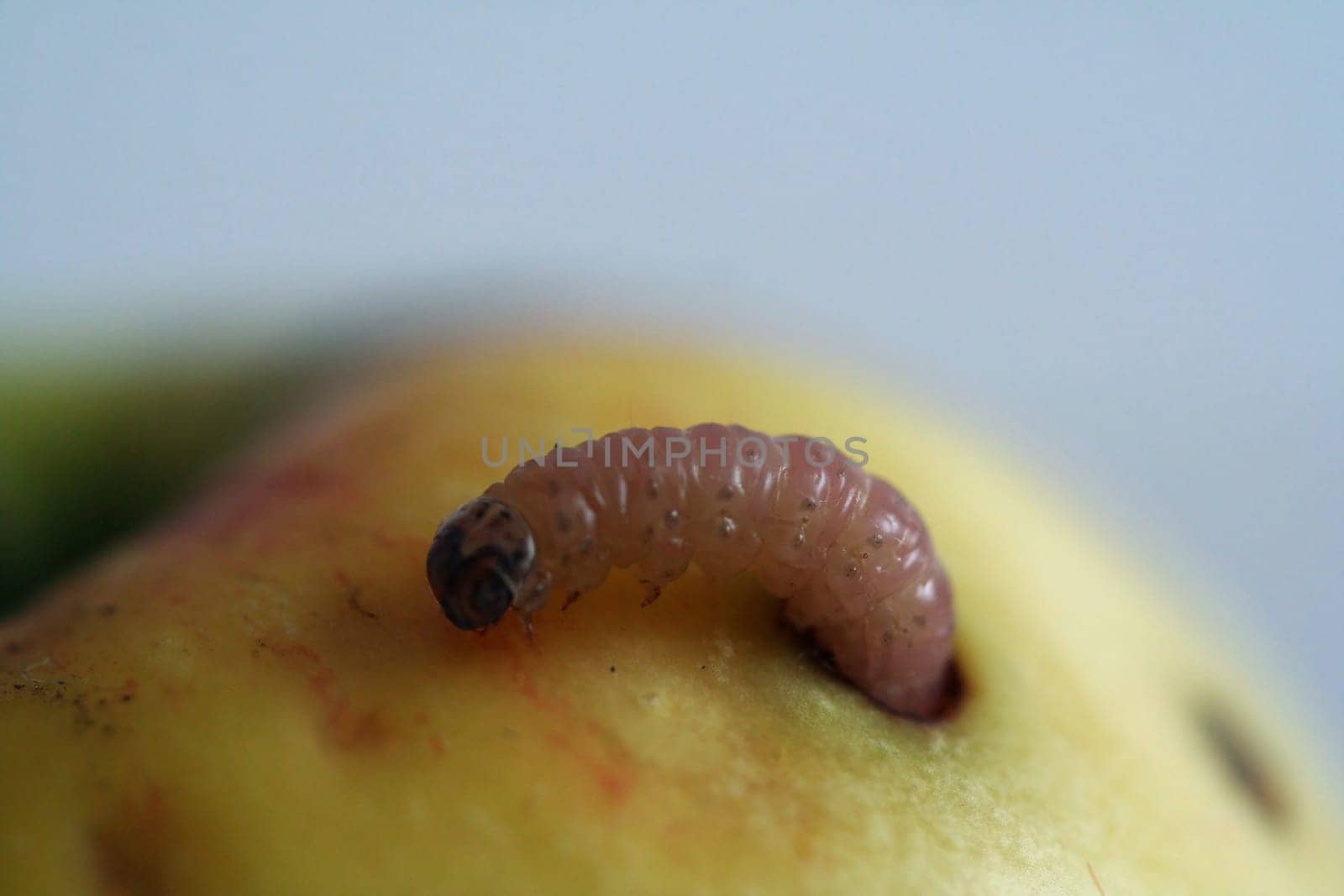 There's the worm in there