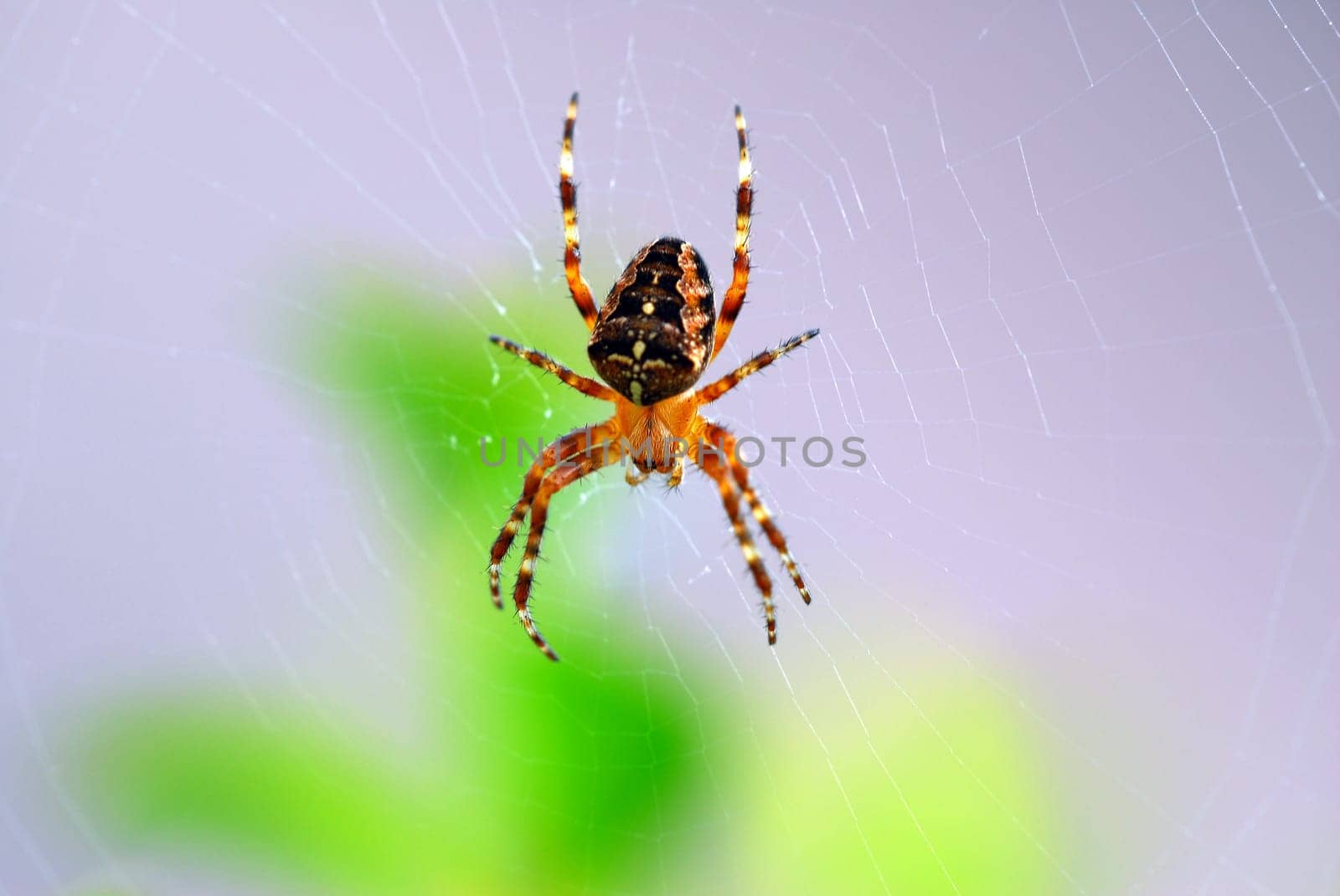 Cross Spider 04