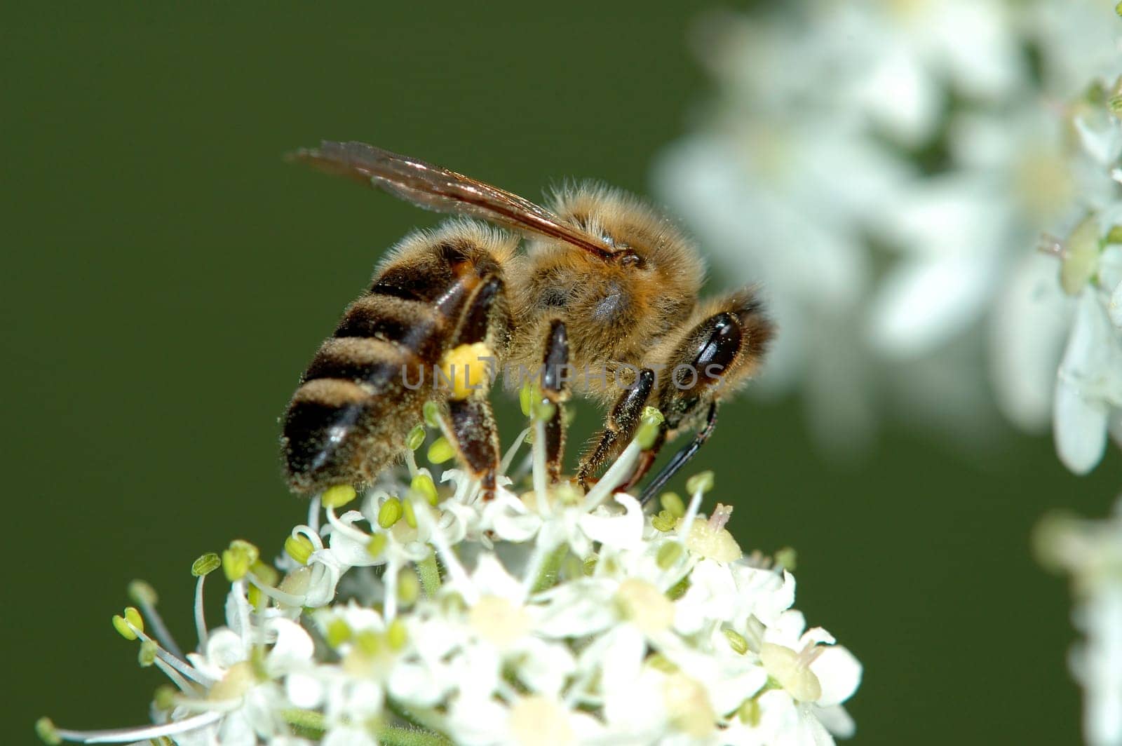 Bee pollinating a flower