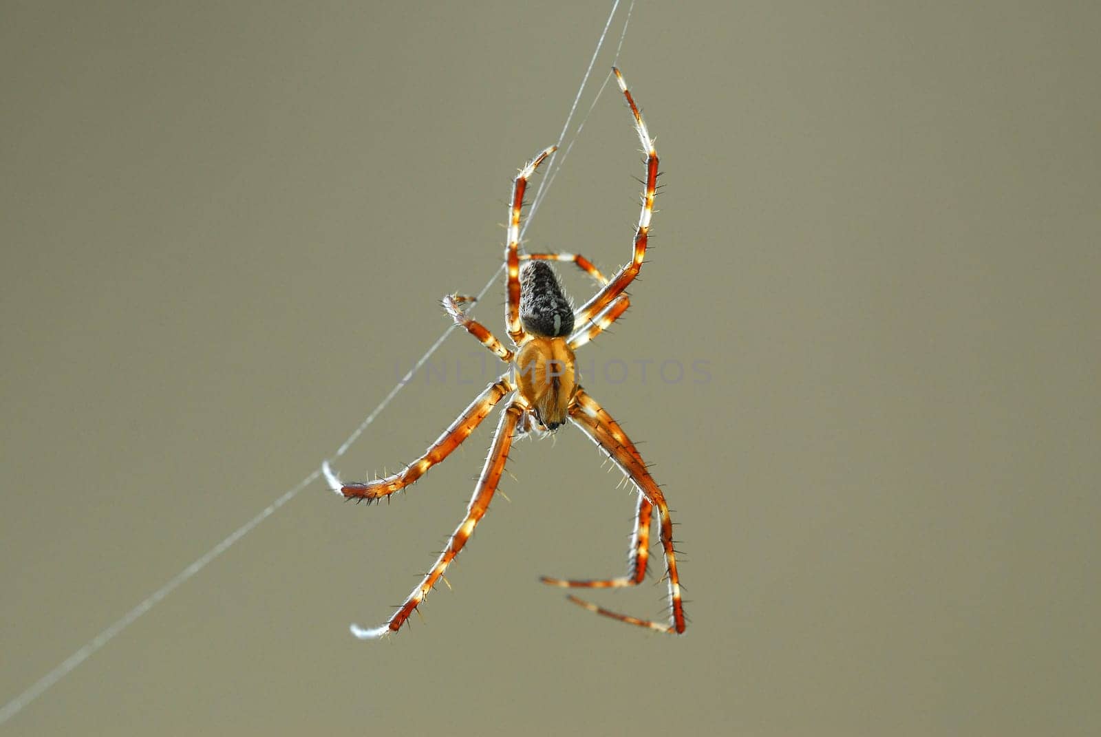 Cross spider 06
