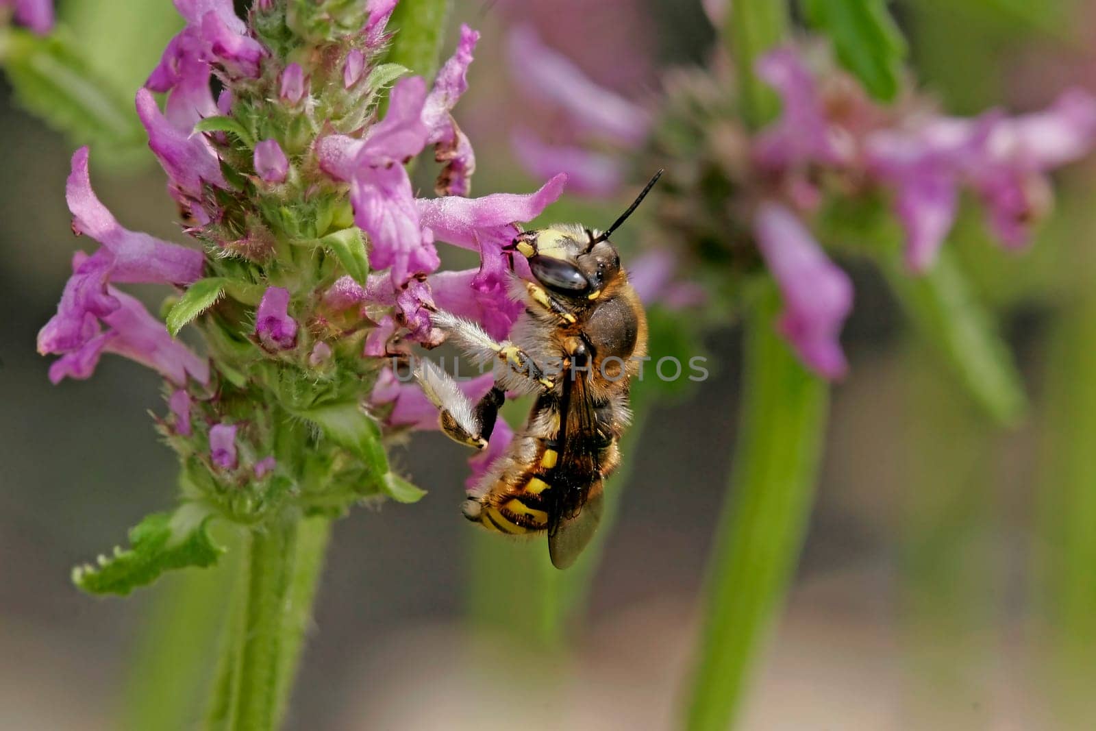 Anthidium,woolly bee on Stachys officinalis
